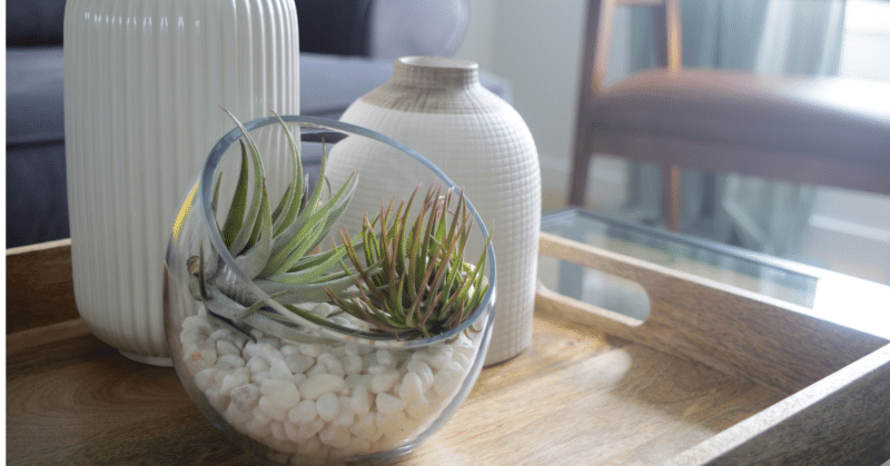 Indoor Air Quality Testing. Succulent inside of a home